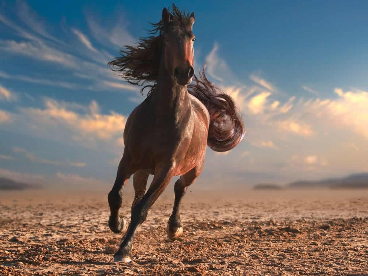 Brown horse running in sand with cloudy sky