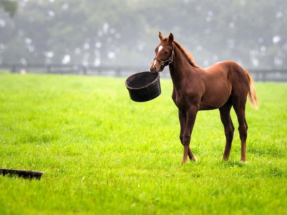 Brown horse carrying black bucket in its mouth