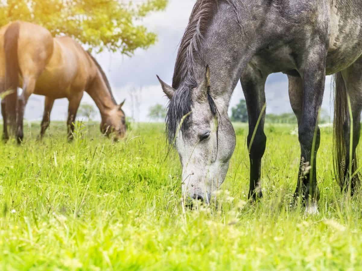 Gray spotted horse eating grass