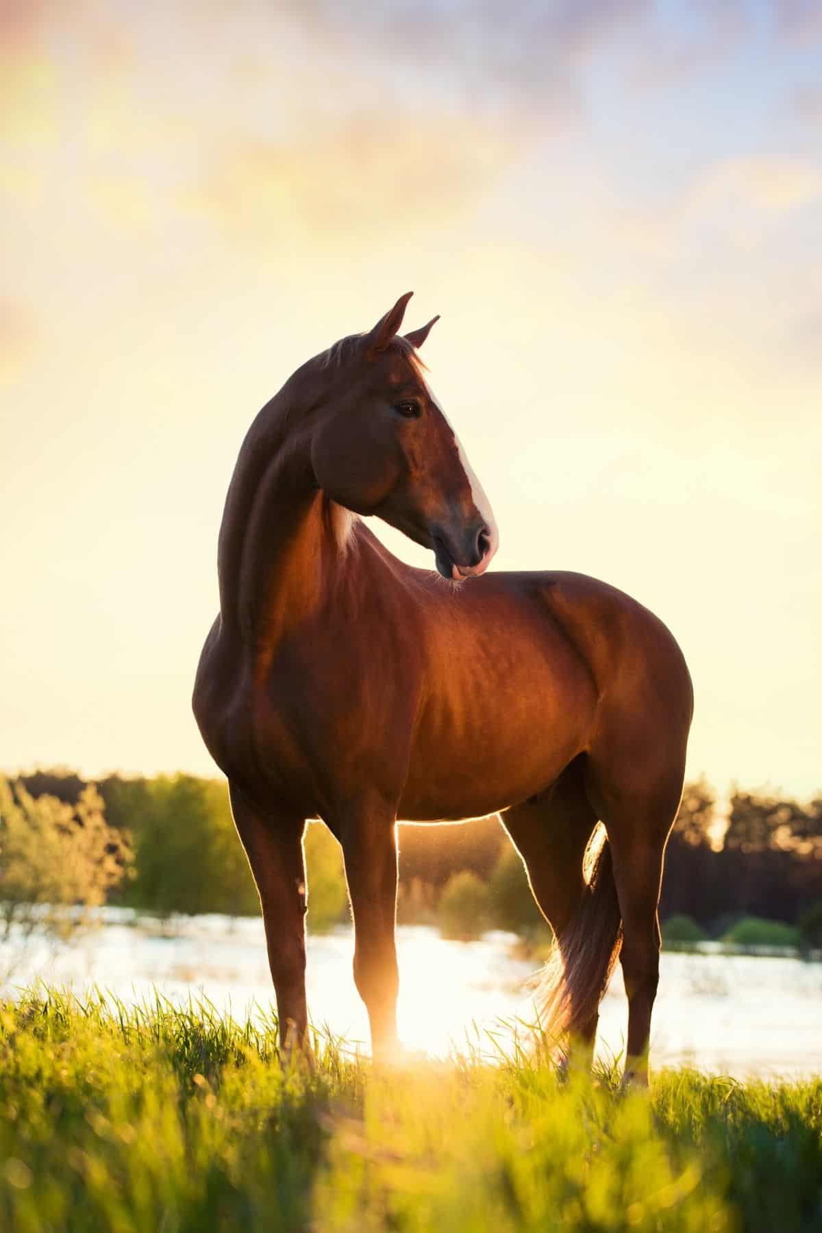 Brown horse standing in riverbed
