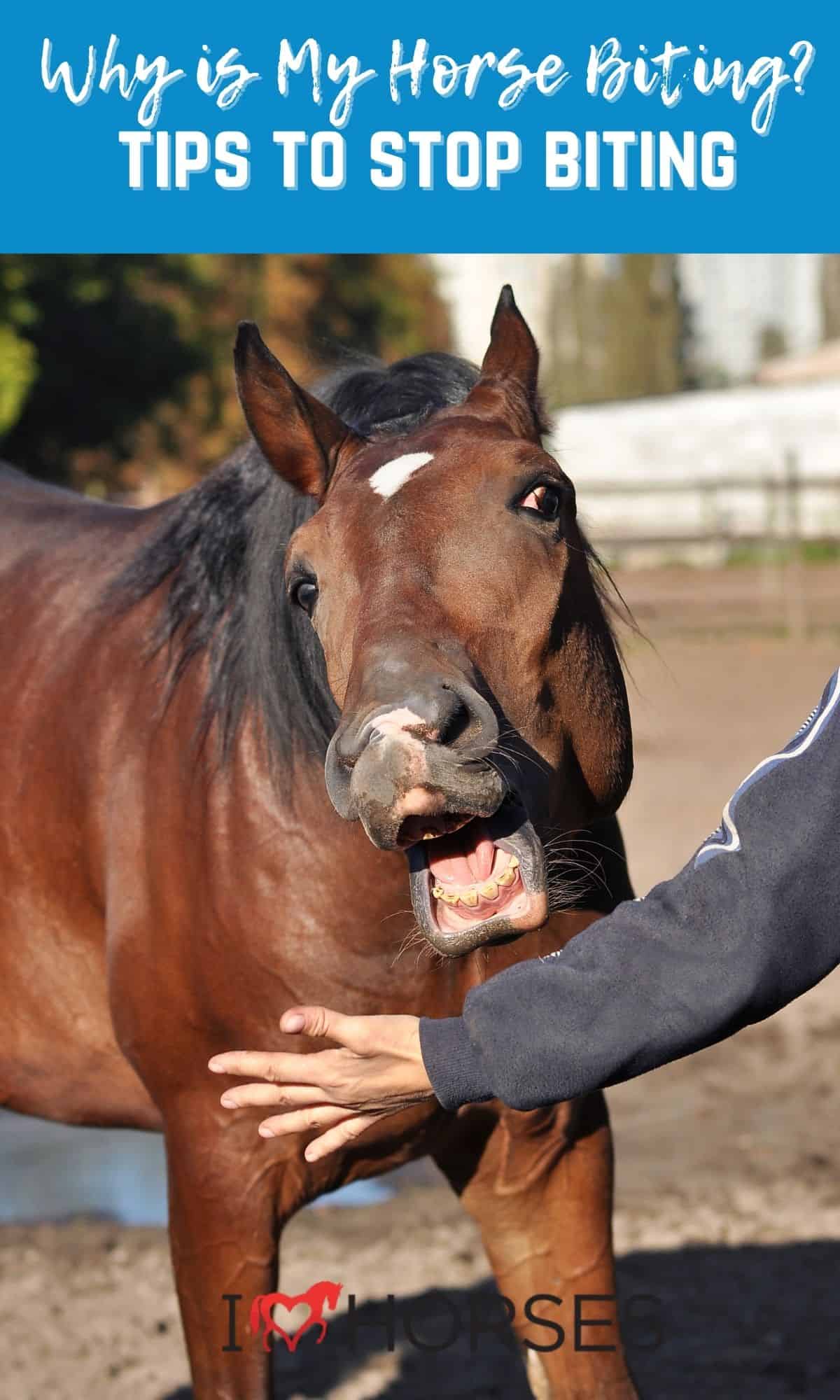 Discover How Horses Handle Stress - Read Now! | Just Horse Riders.