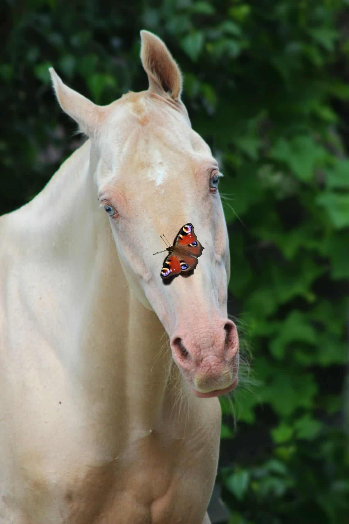 White horse with butterfly on his nose