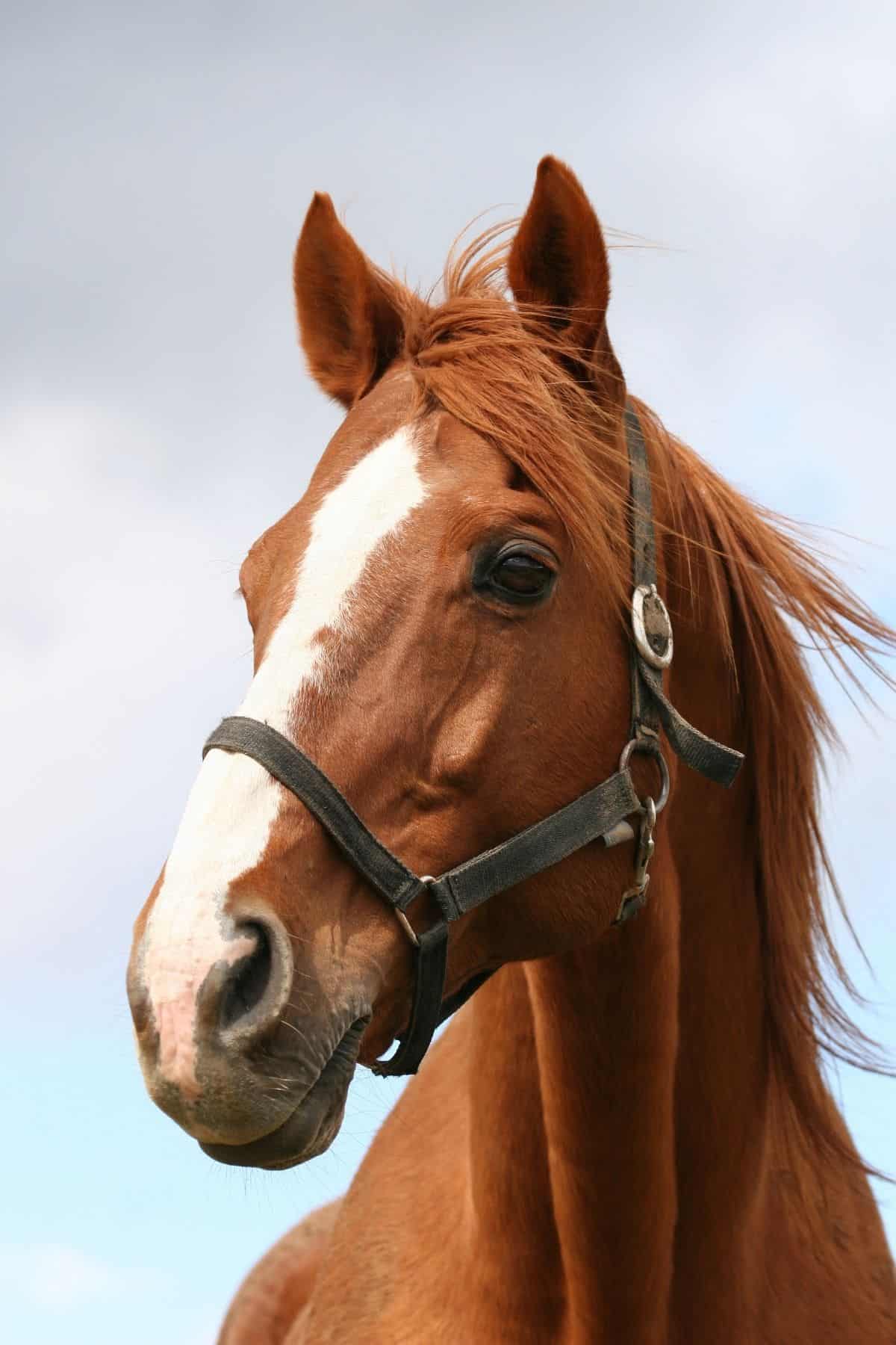 Brown horse with white nose