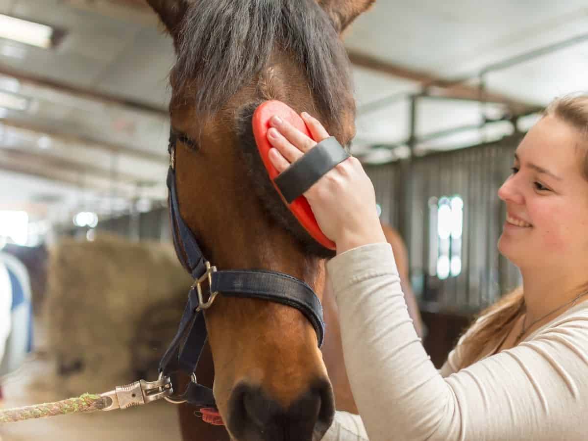 Woman brushing horses face with red comb