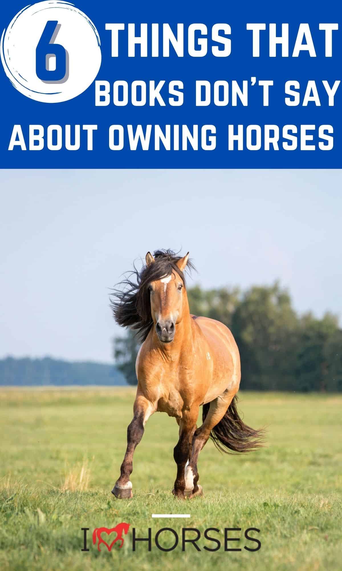 6 Important Things The Horse Care Books Don't Tell You