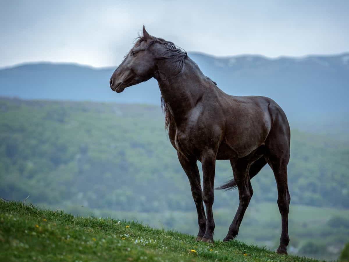 Black horse on grass with mountains in background