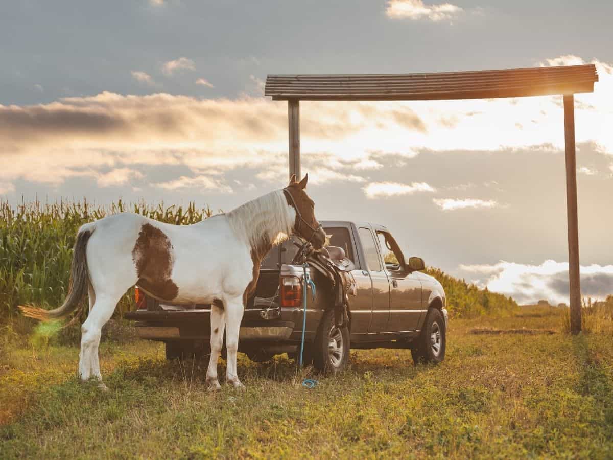 White and brown horse tied to truck at sunset