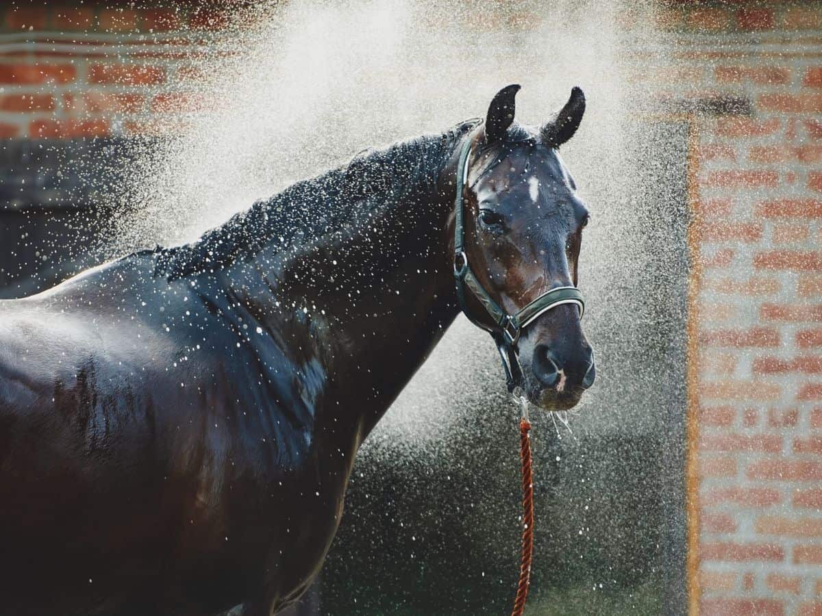 Black horse being sprayed with water