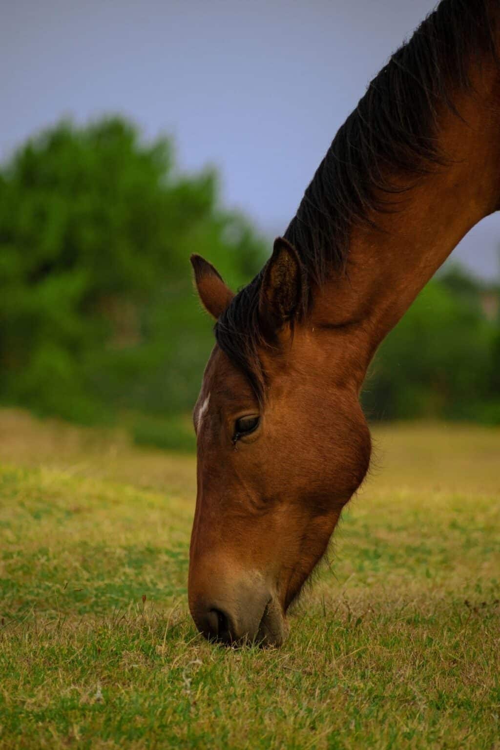 42 Fun Non-Riding Activities to Do With Your Horse