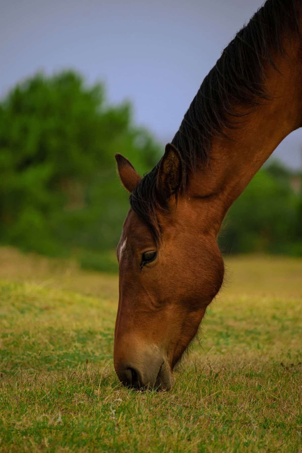 Brown horse with short mane eating grass