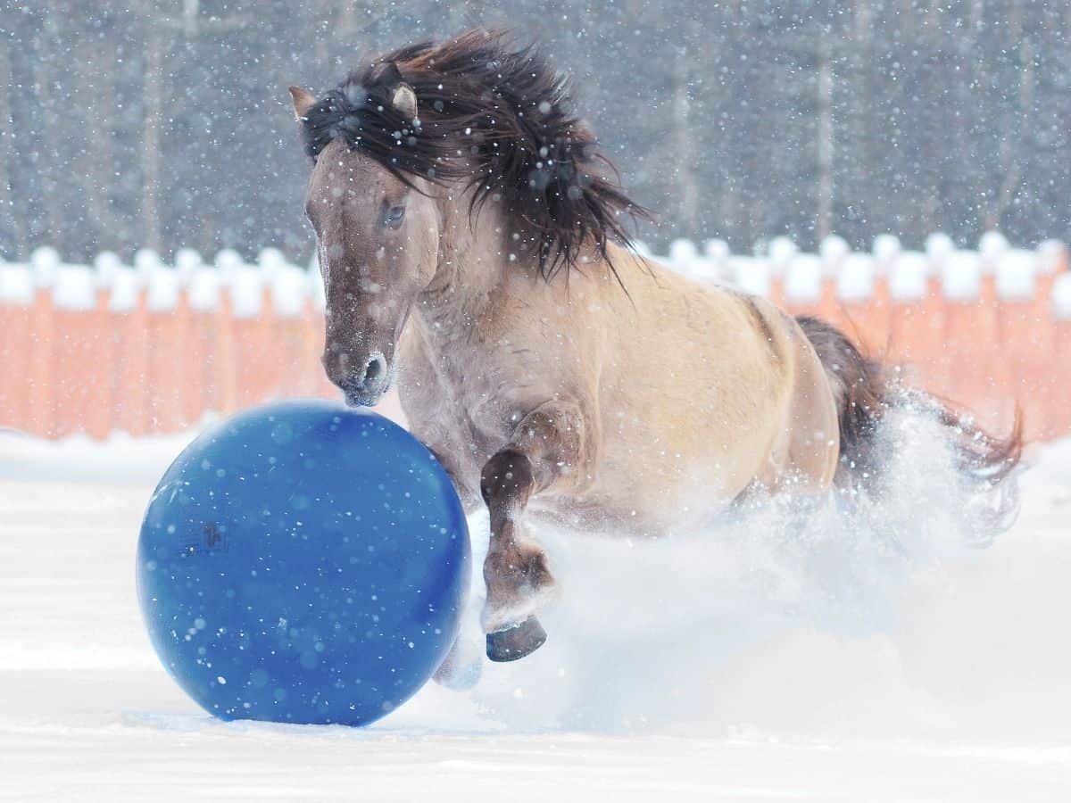 Horse in snow with big blue ball