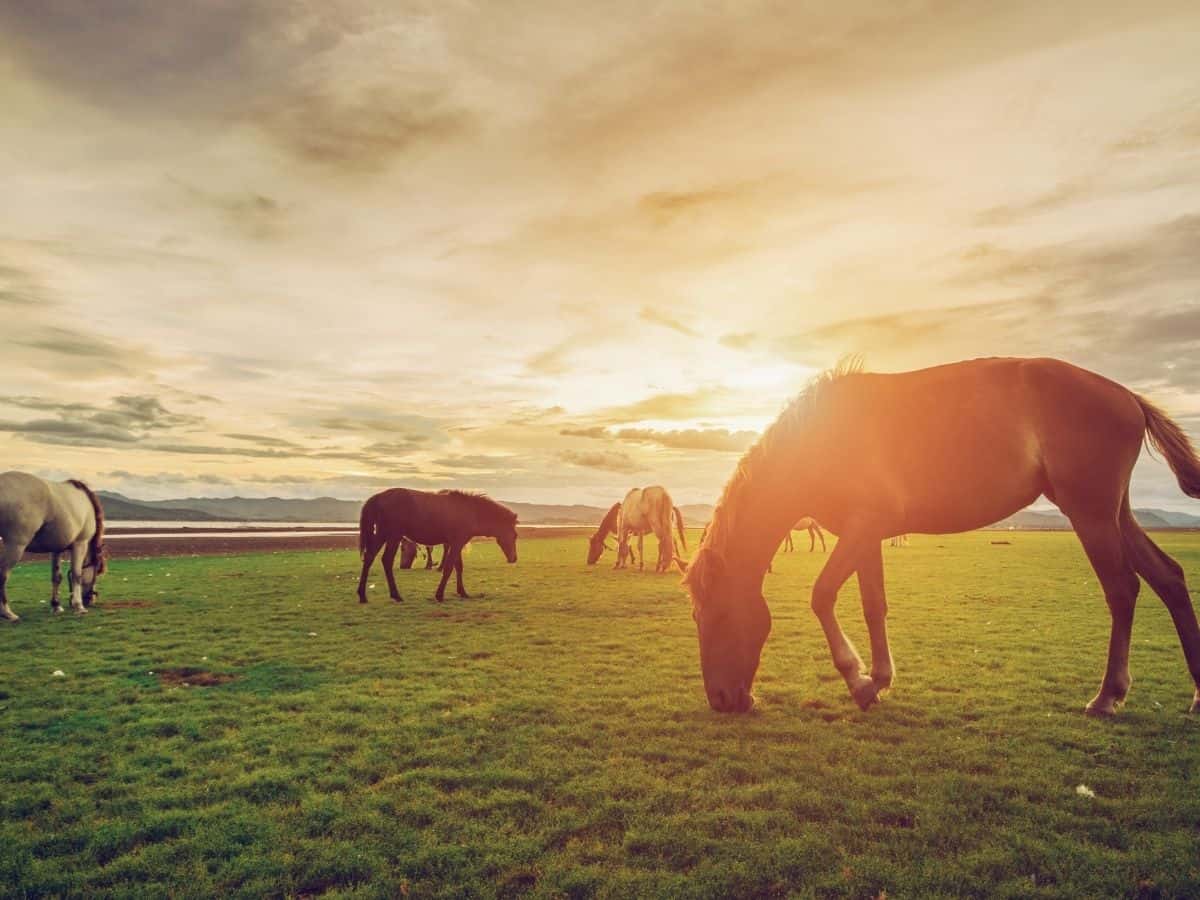 Horses in green pasture at sunset