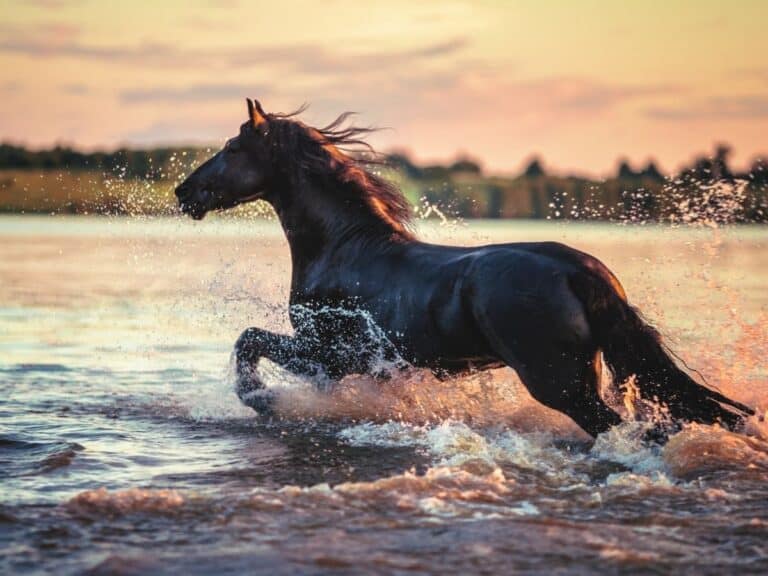 42 Fun Non-Riding Activities to Do With Your Horse
