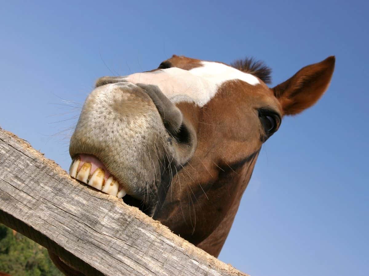 Brown and white horse chewing on wooden fence