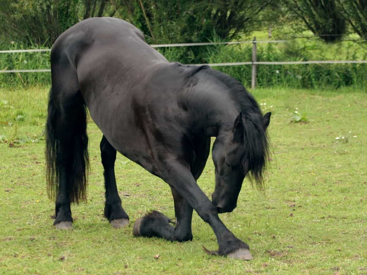 Black horse bowing in grass