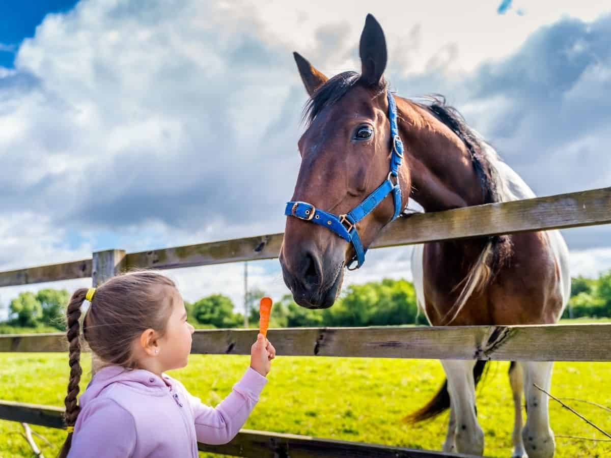 child in pink feeding carrot to brown horse over fence