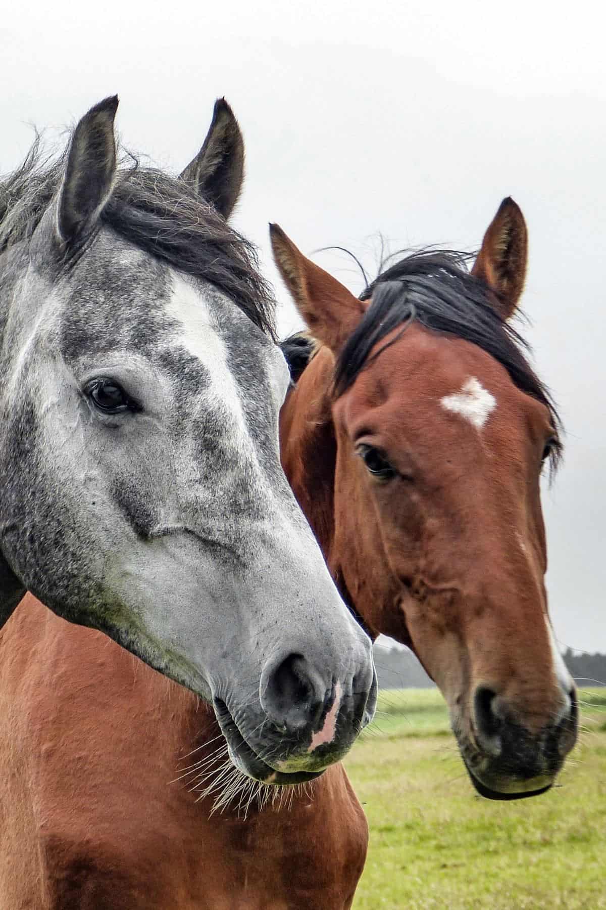 Gray and brown horse looking toward camera