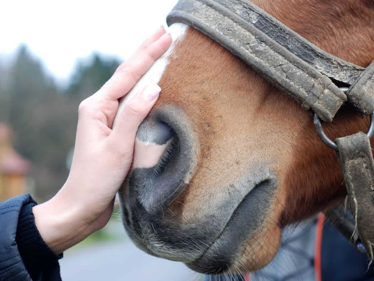 Hand on nose of brown horse with white spot