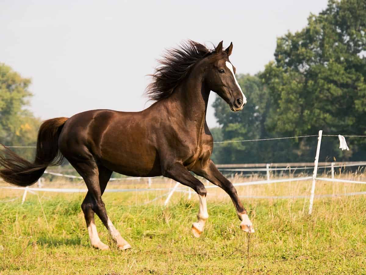 brown horse with white nose running in field
