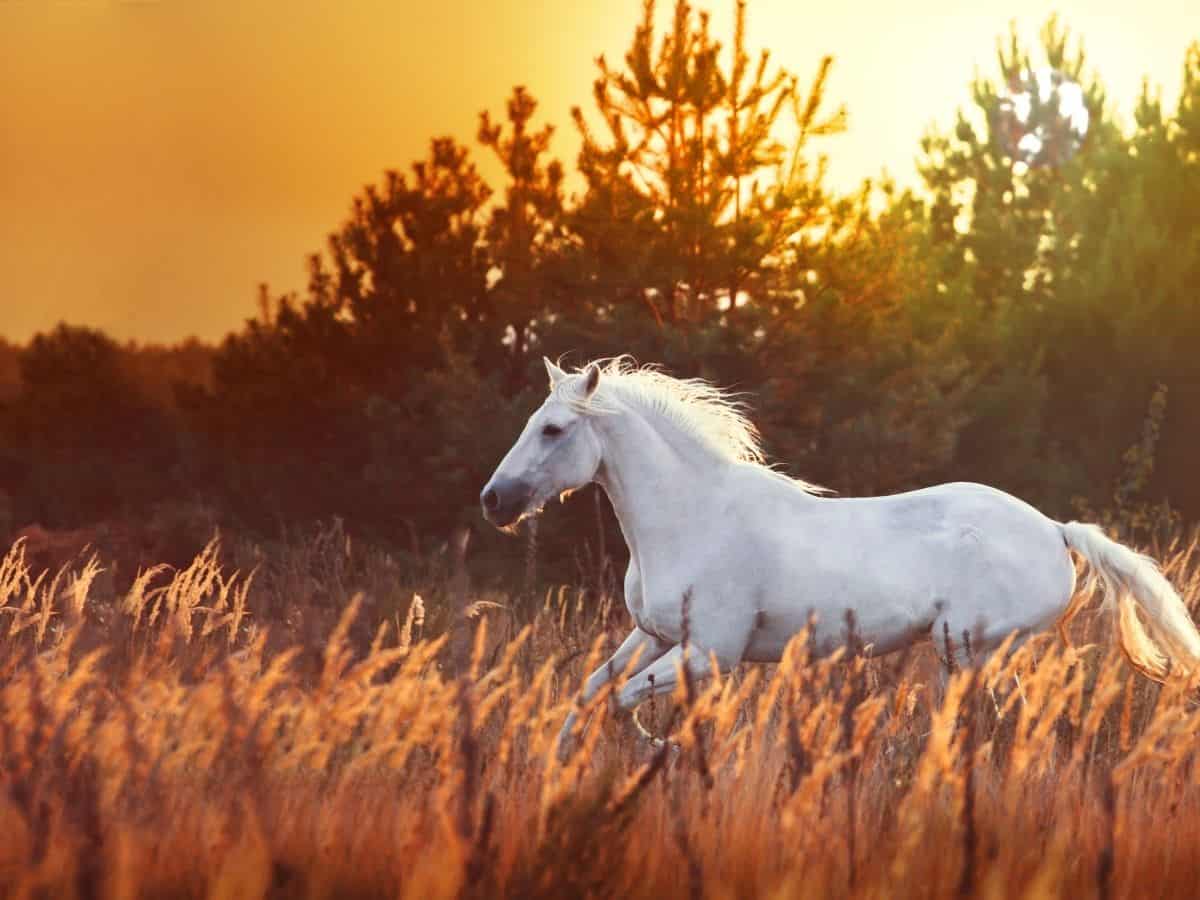white horse in field at sunset
