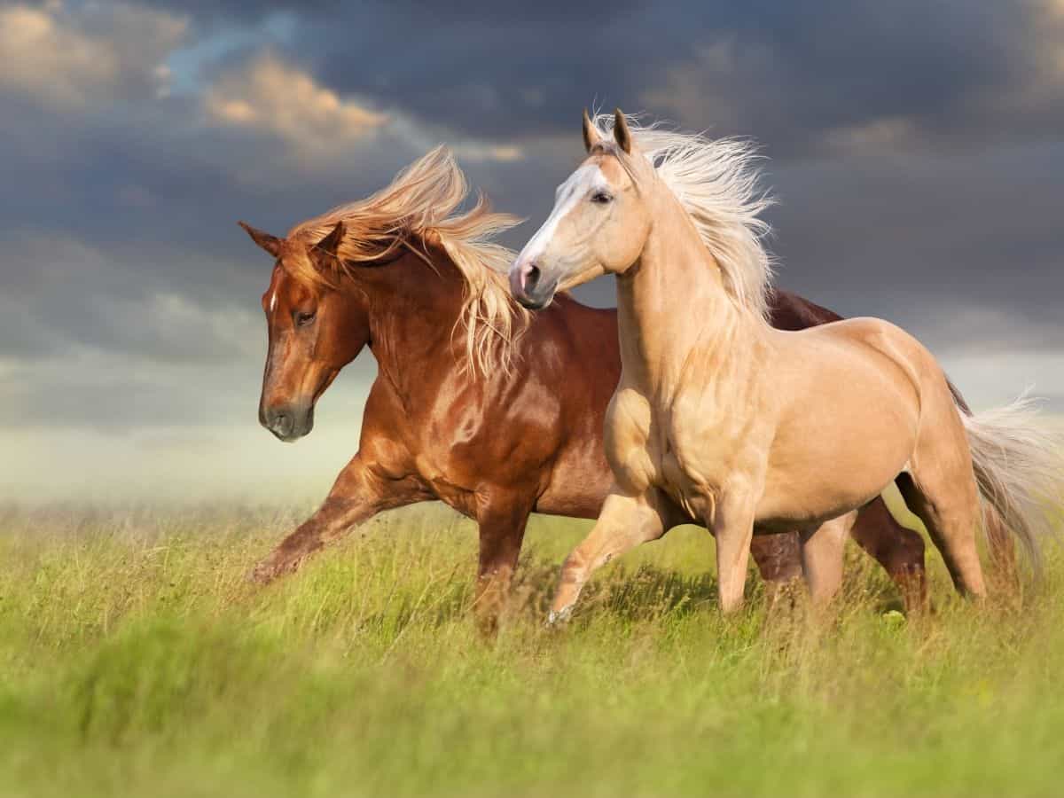 Brown and blonde horse running in grassy field