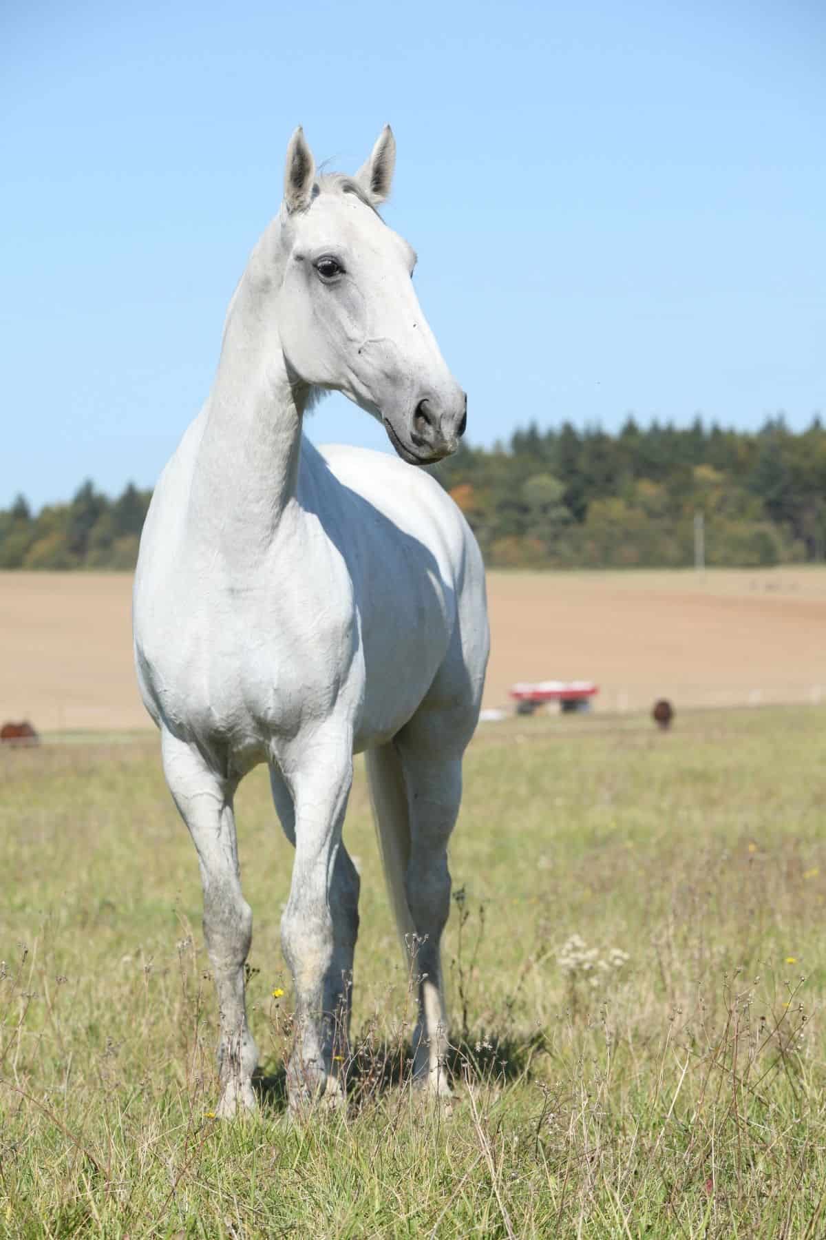 White horse standing in field