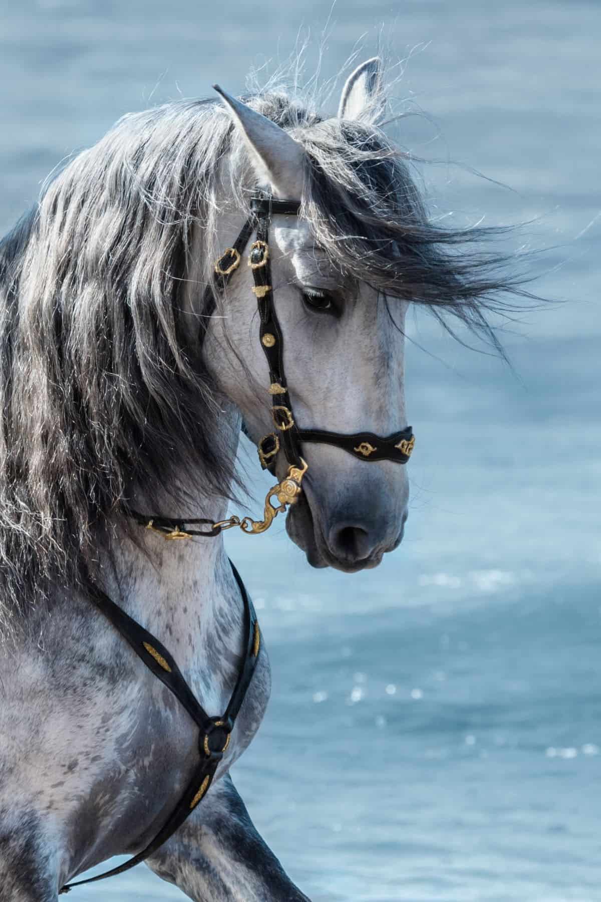 Gray horse in harness by water