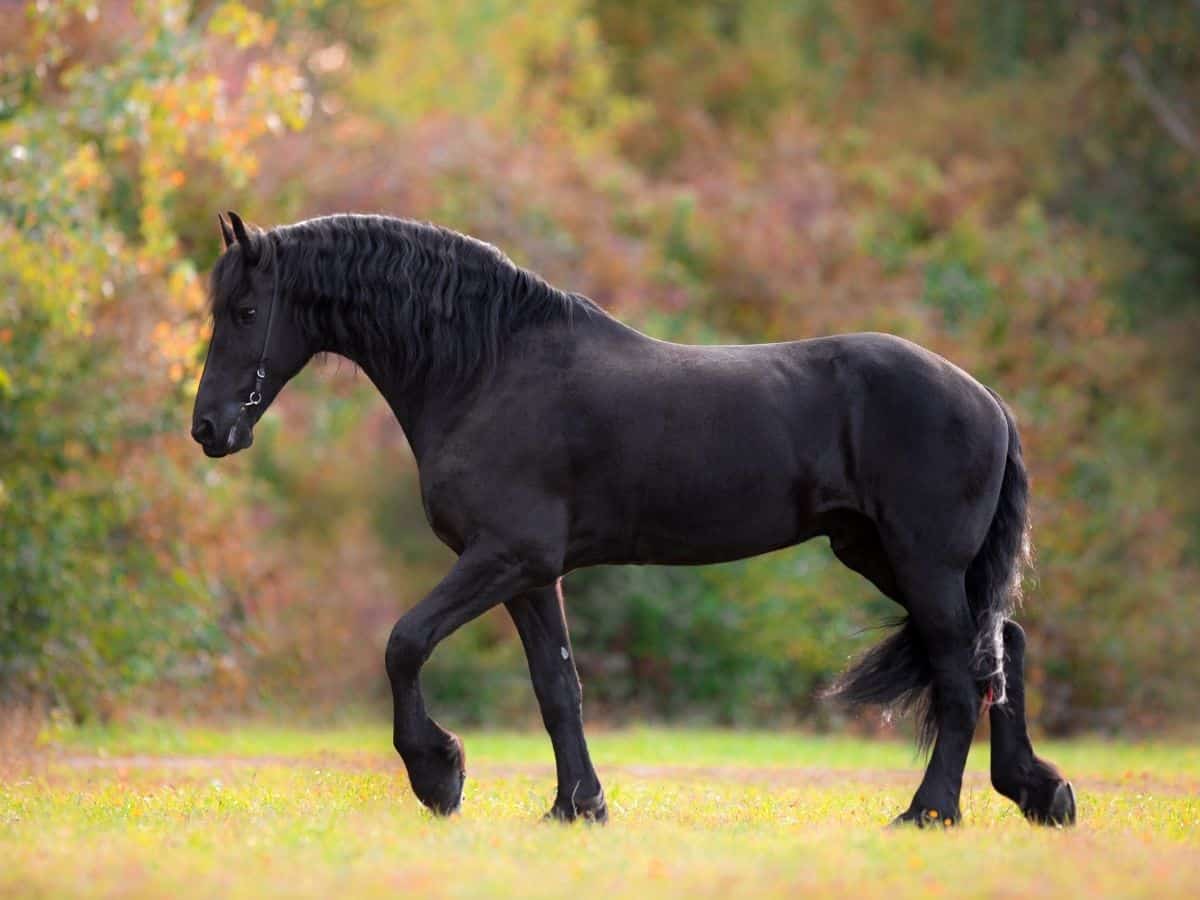 Black horse walking in field