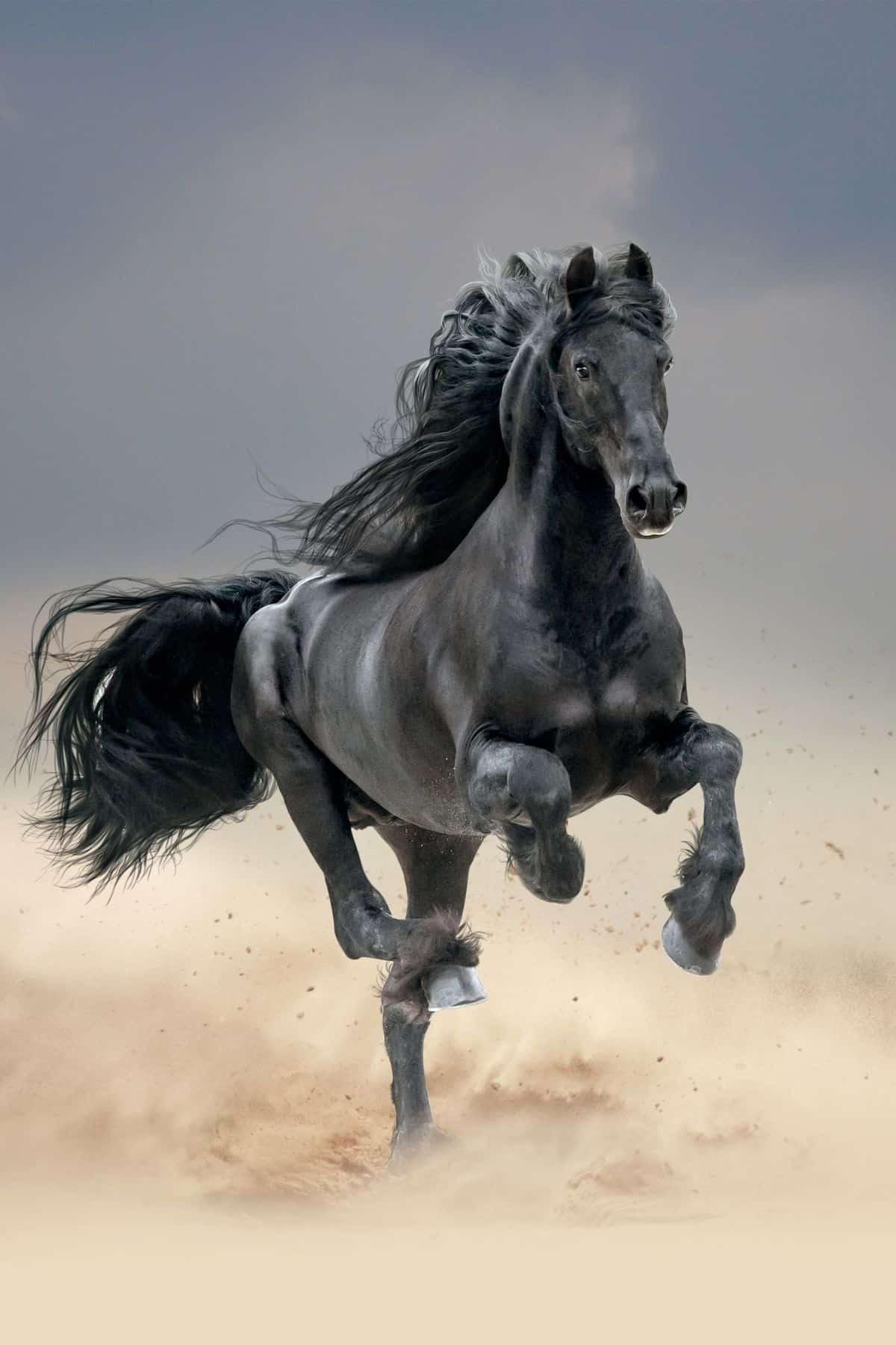 Black horse running in field