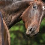 Brown horse with braided mane looking toward camera