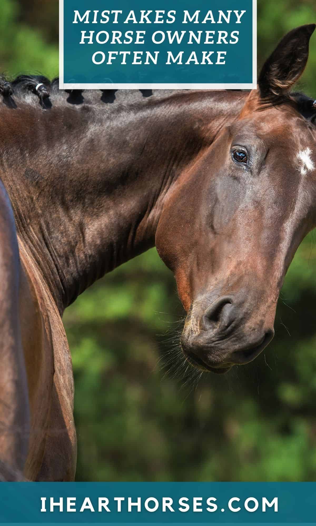 Brown horse with braided mane looking toward camera
