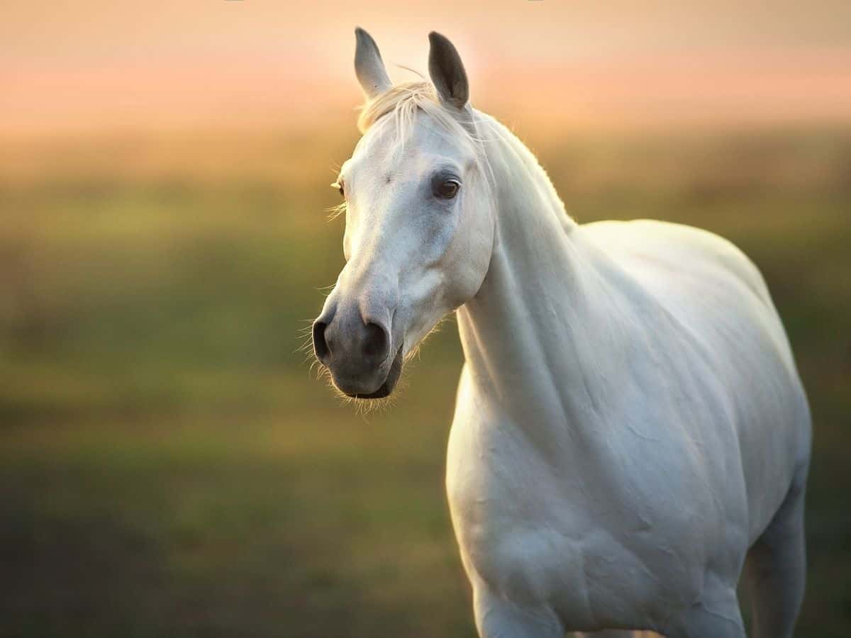 The Long Hair Beautiful White Horse - Horses - Animals Paintings