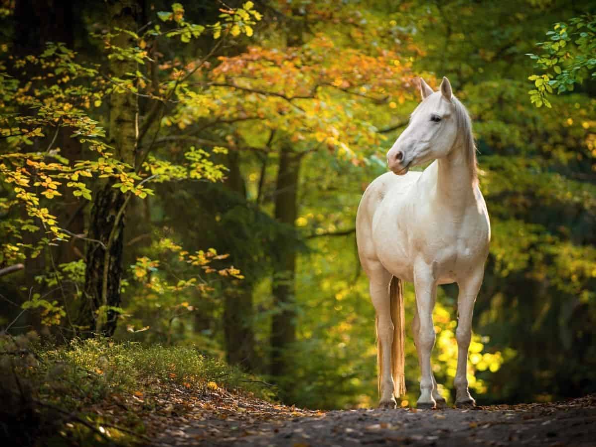 white horse on road by fall leaves on trees