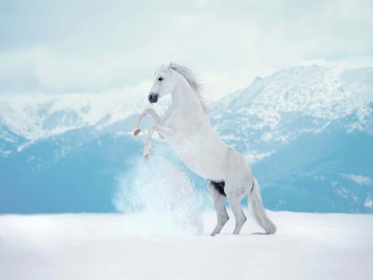 white horse in snow rearing up on hindl egs