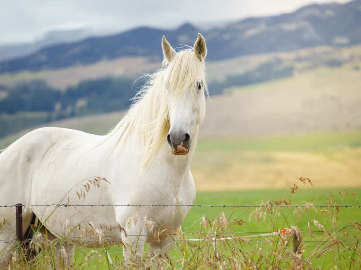 white horse in grass with mountain background