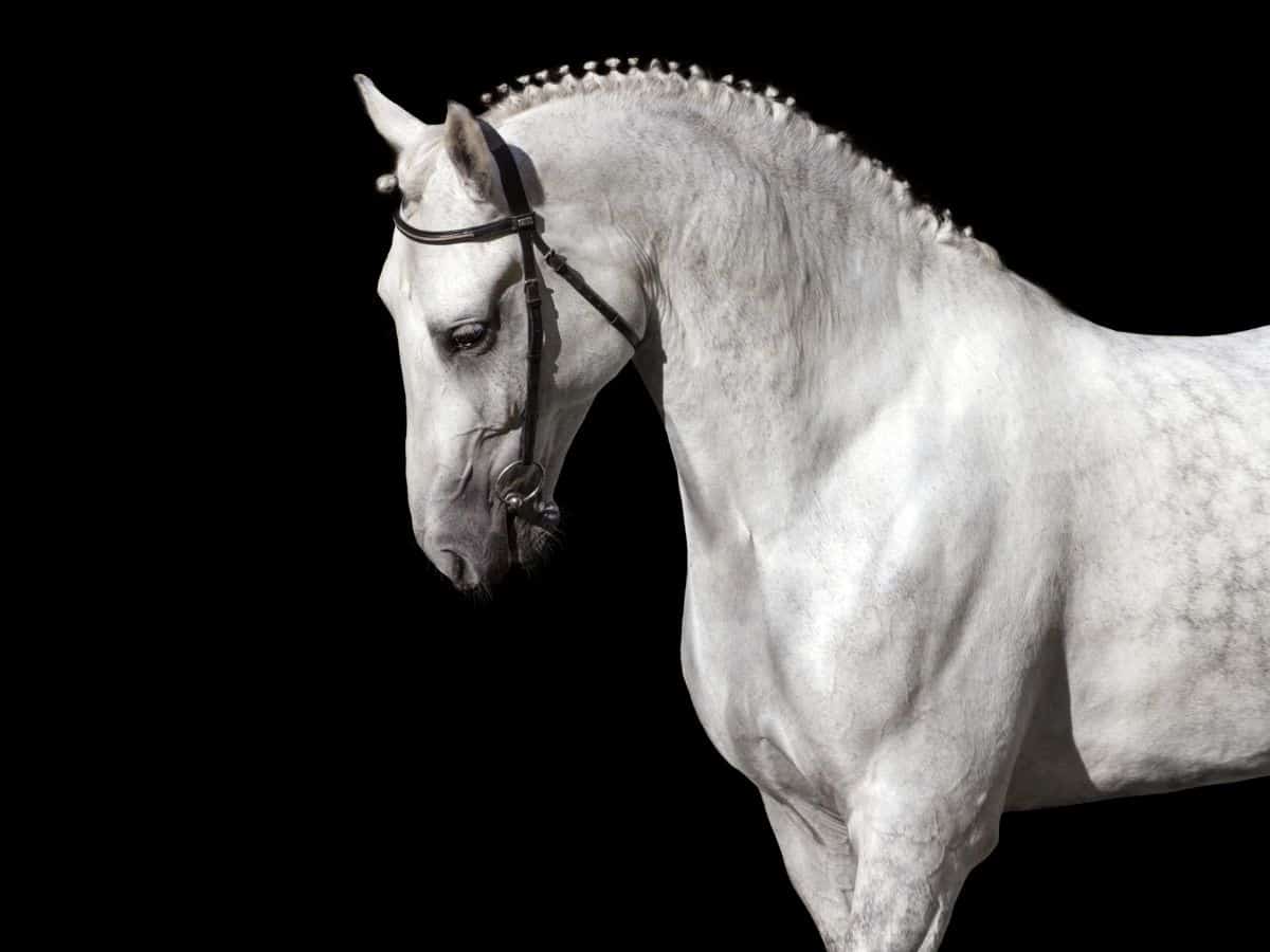 black background with white horse in halter and braided mane