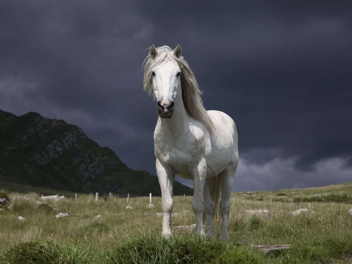 a white horse on grass with dark cloudy background