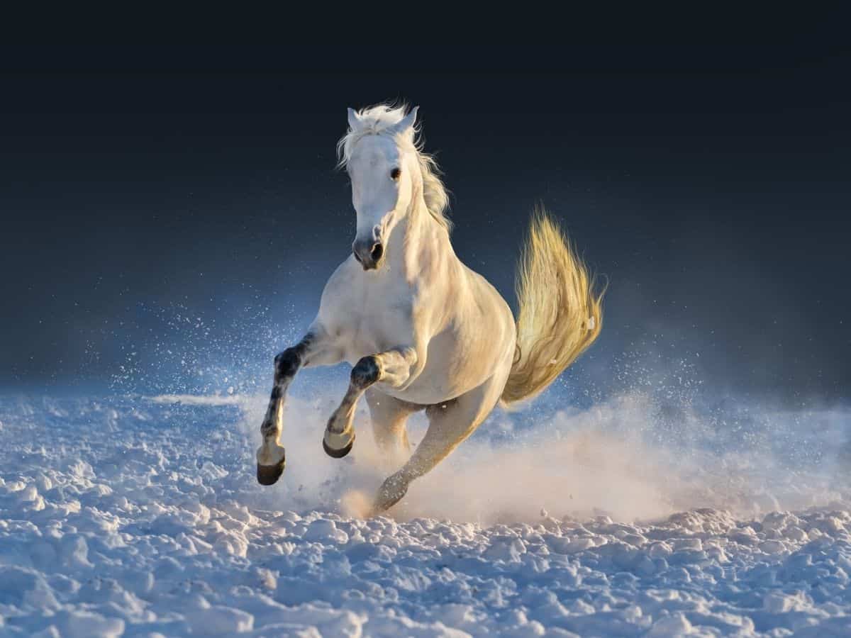 white horse on snow