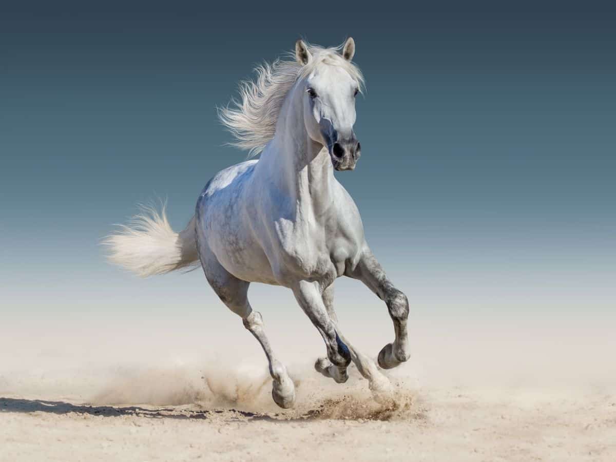 horse galloping in sand