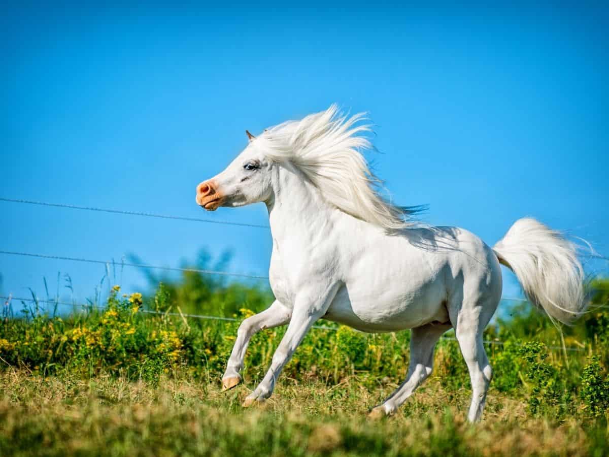 white horse running in grass