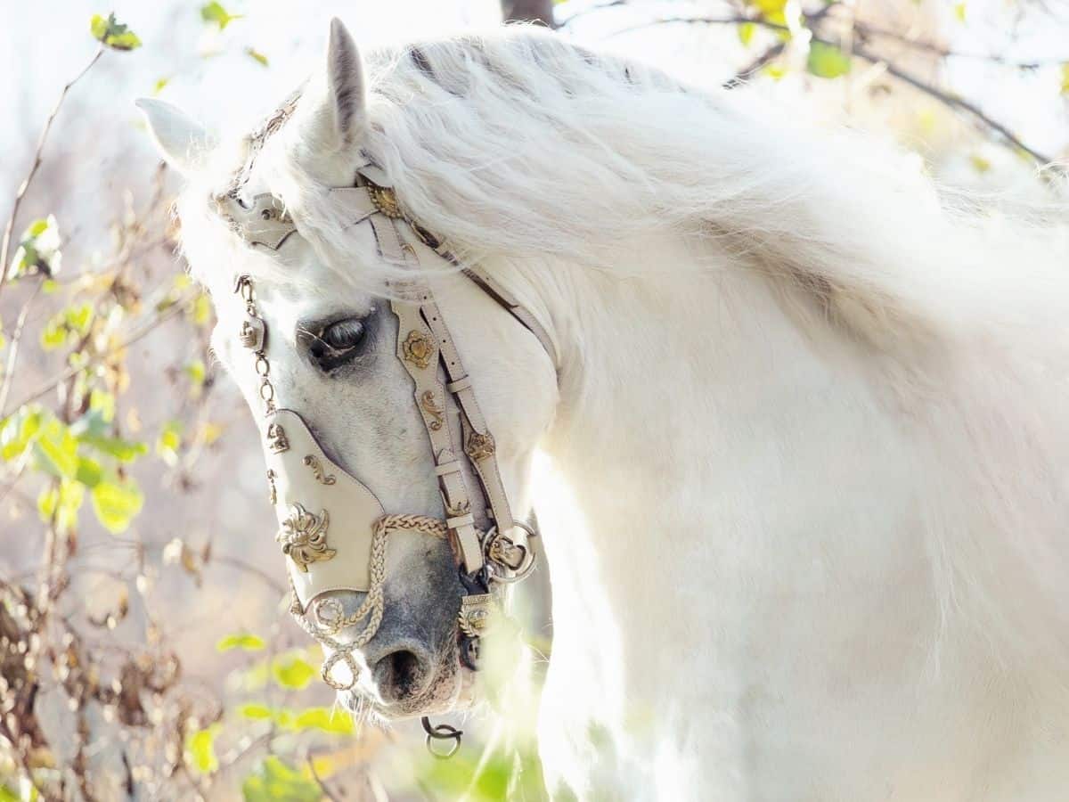 white horse with gold and white halter