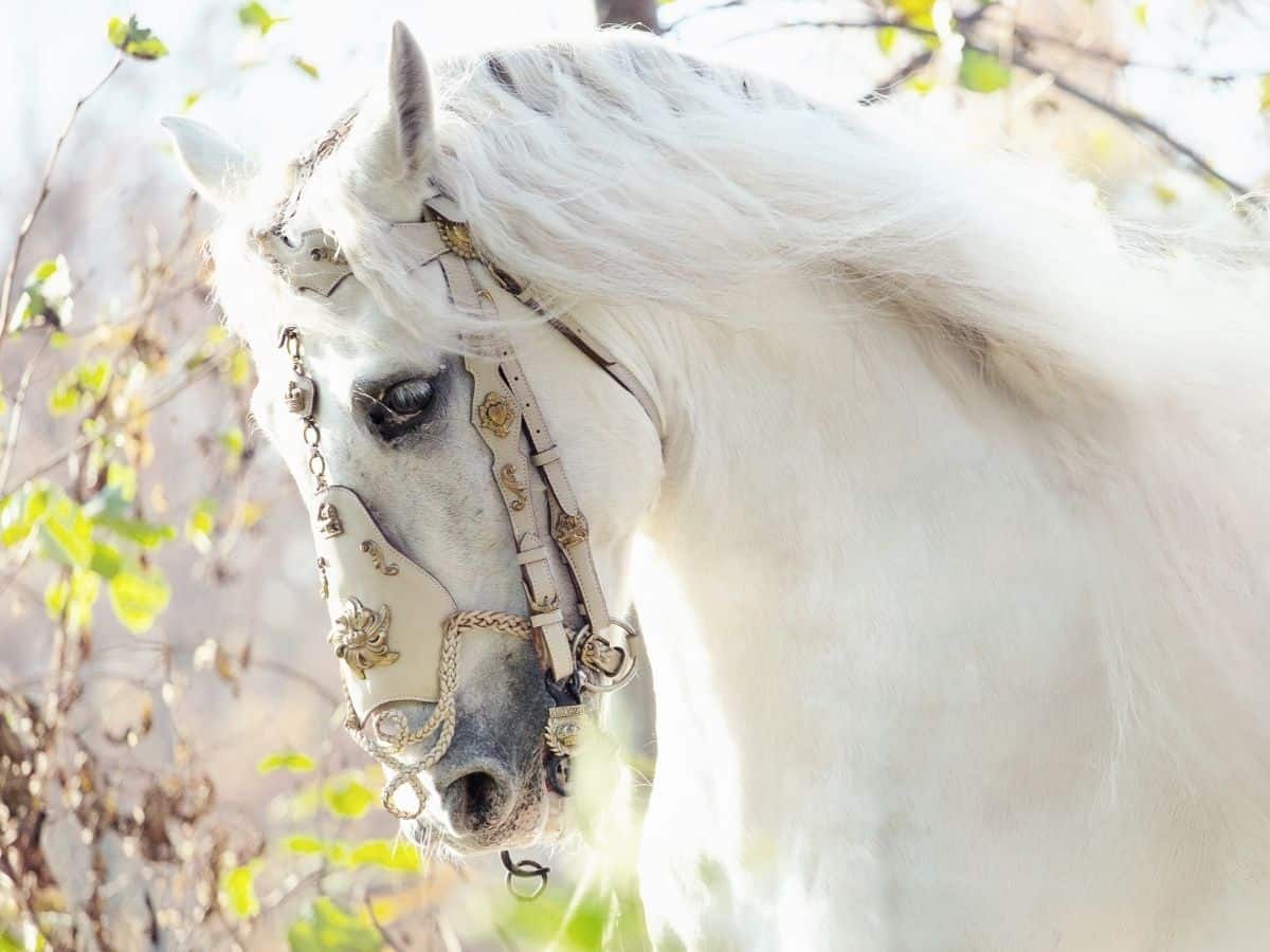 beautiful white horses tumblr