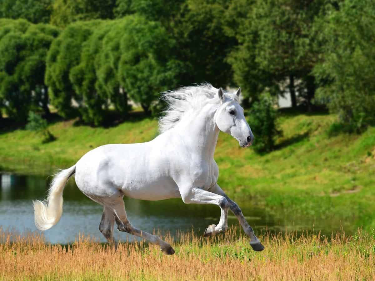 horse running in grass by water