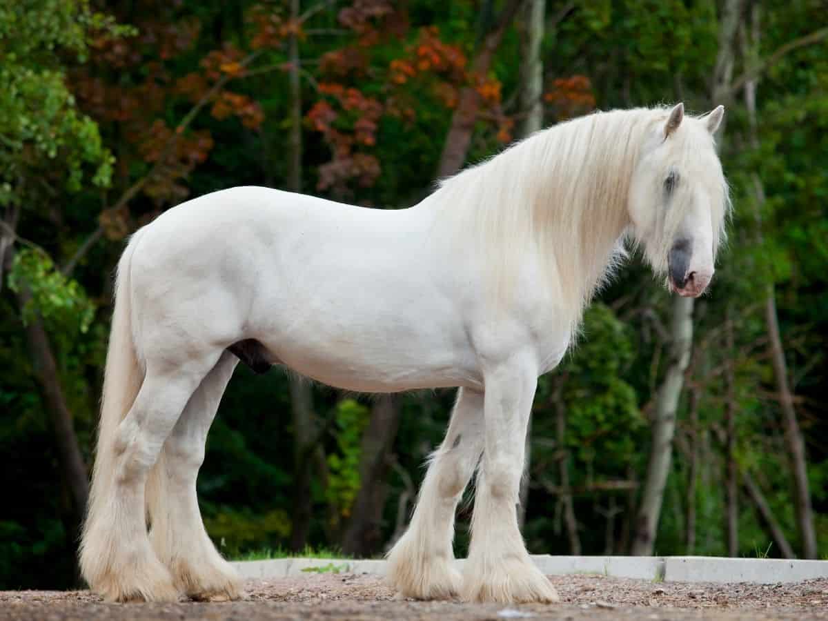 white horse with furry legs and mane against green background