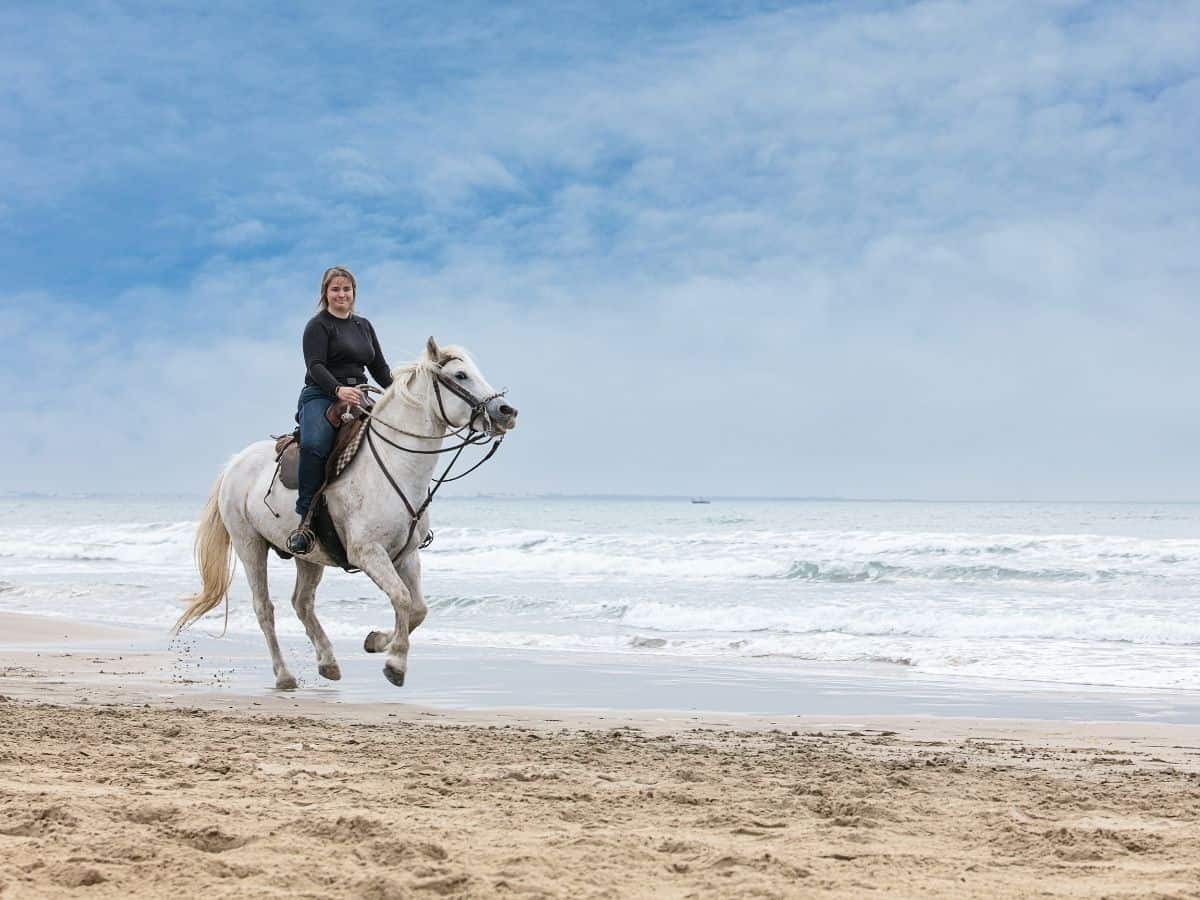 white horses on the beach