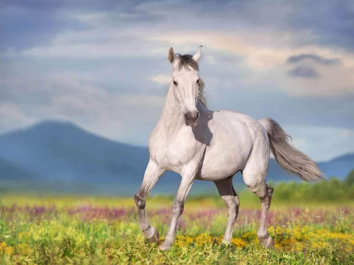 horse in field of flowers with blue background