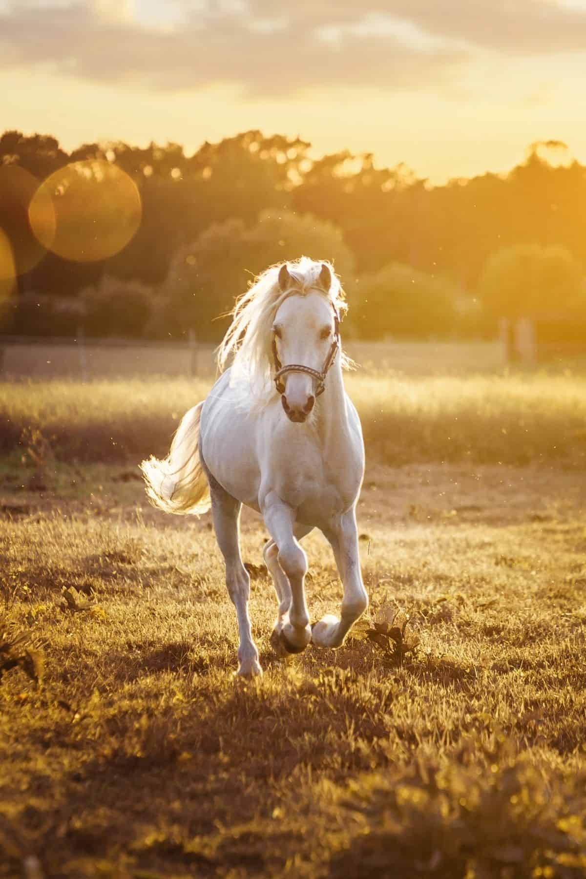 white horse running toward camera at sunset