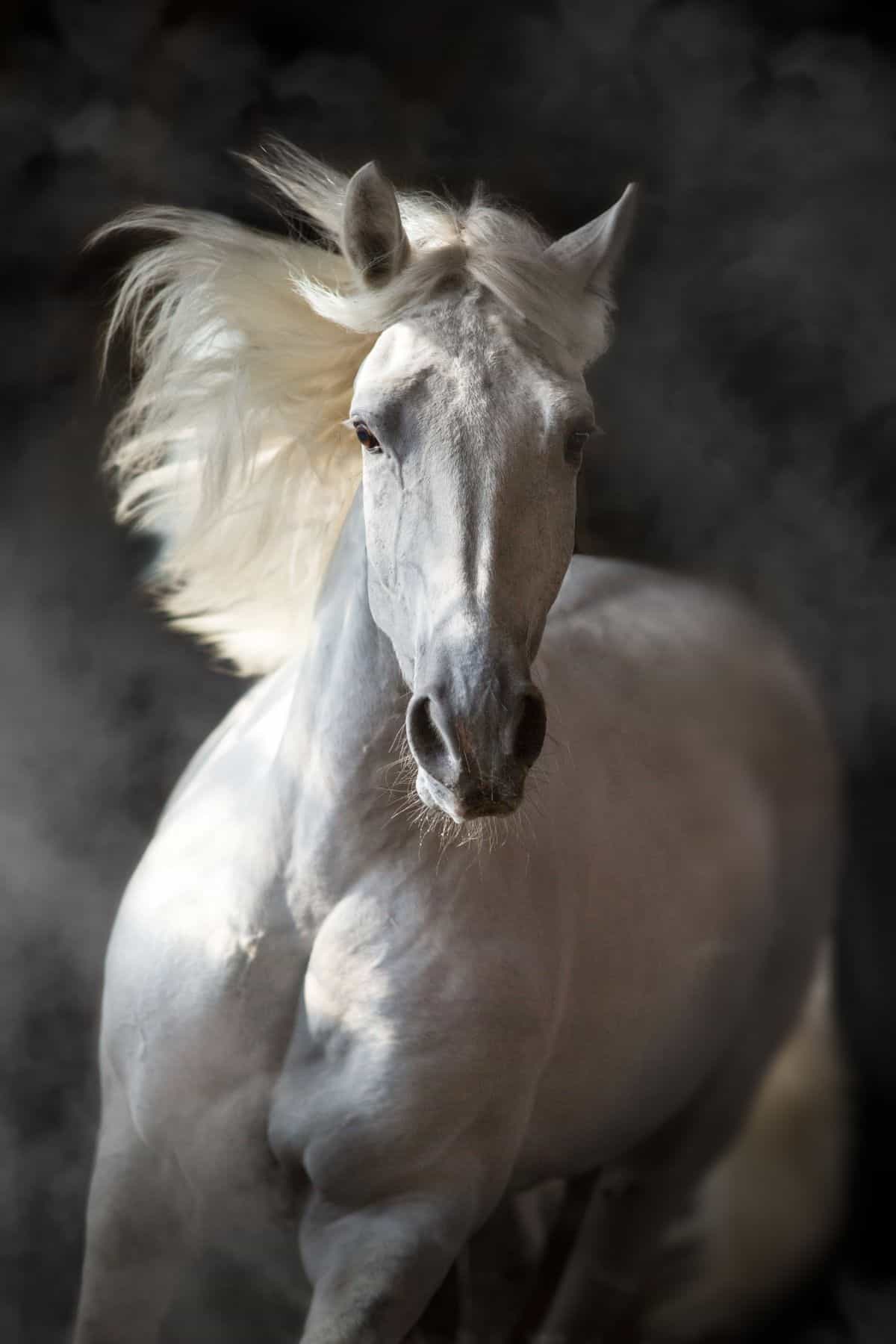 white horse with flowing mane against gray background