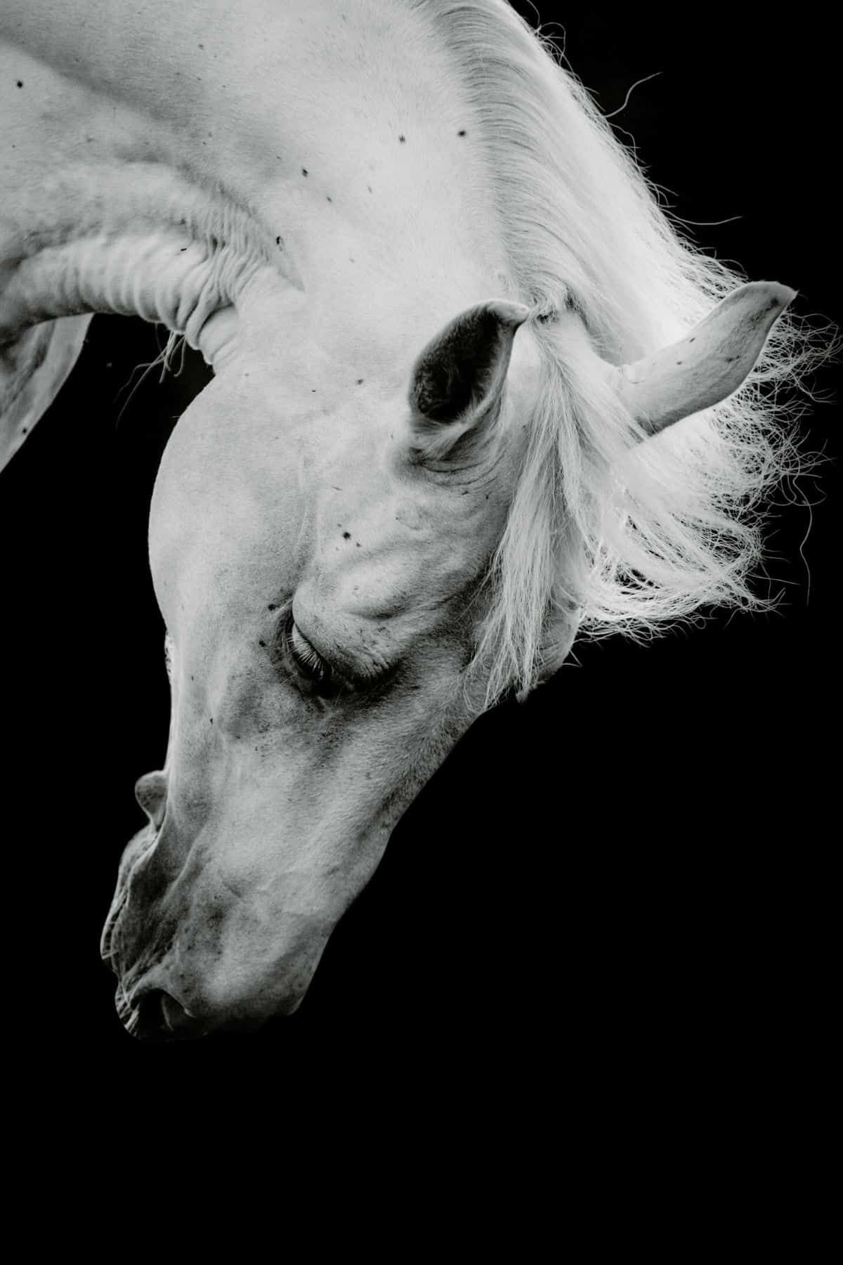 black background with white horse leaning down