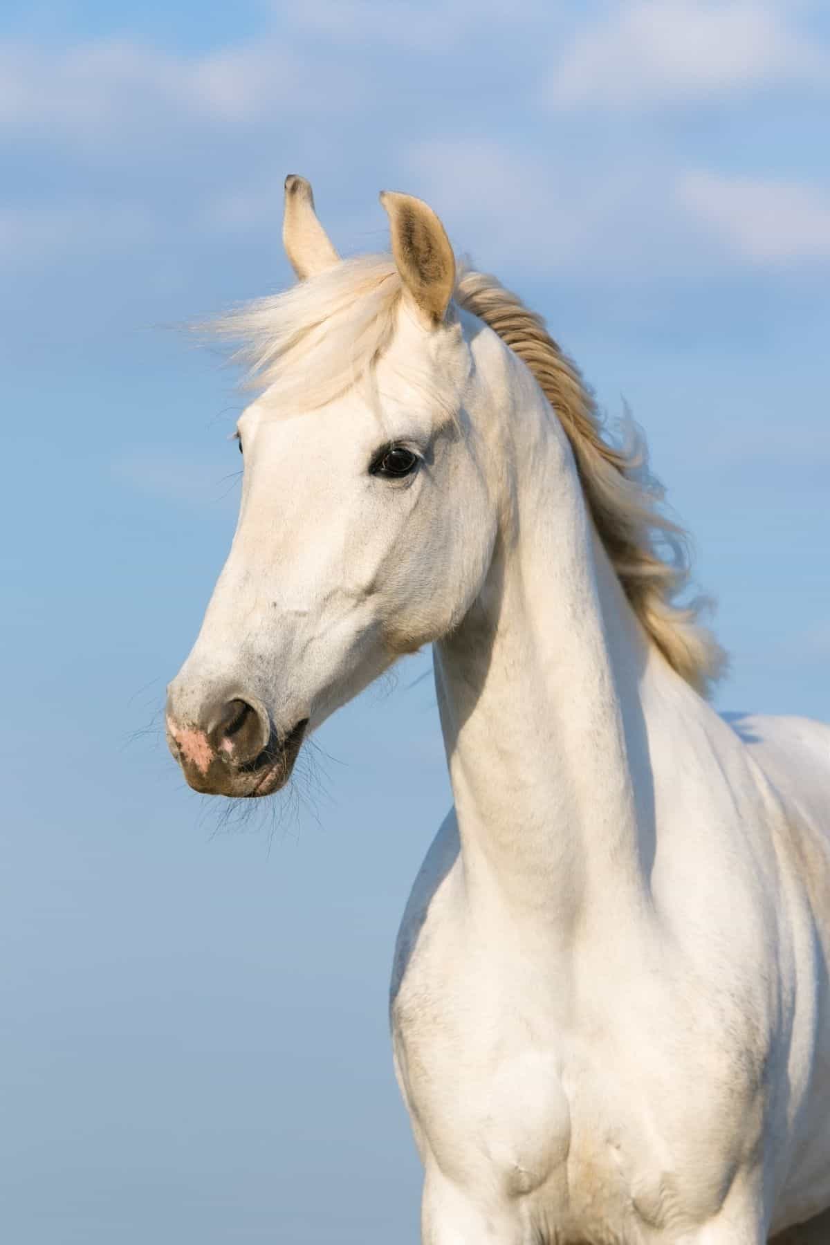 white horse with blue sky background